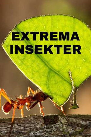 Extreme Bugs poszter
