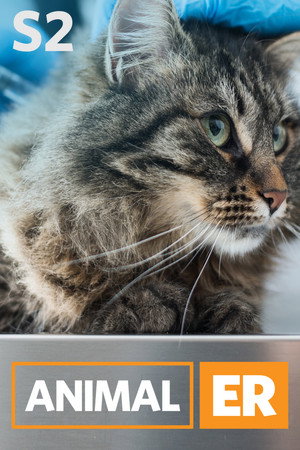 Animal ER 2. évad (2017-08-19) poszter