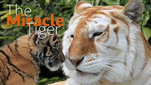 The Miracle Tiger kép