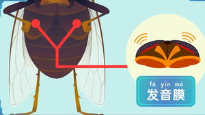 斑马百科 1. évad Ep.9 9. epizód