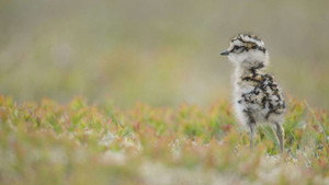 Scotland: The New Wild kép