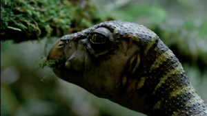 Dinoszauruszok - A Föld urai kép