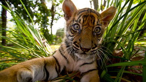 Tigers About the House 1. évad Ep.2 2. epizód