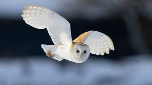 Winterwatch 12. évad Ep.1 1. epizód