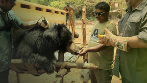 Jungle Animal Rescue kép