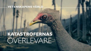 Vetenskapens värld 48. évad Ep.18 18. epizód