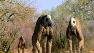 Walking with Beasts kép