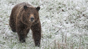 Vad Yellowstone 1. évad Ep.2 2. epizód