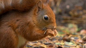 Autumnwatch 7. évad Ep.4 4. epizód