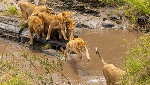Brotherhood of Lions kép