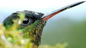 Costa Rica : Le réveil de la nature 1. évad Ep.1 1. epizód