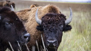 The American Buffalo kép