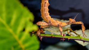Extreme Bugs kép