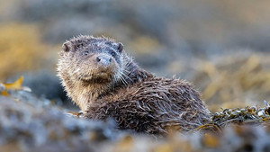 Springwatch 20. évad Ep.7 7. epizód