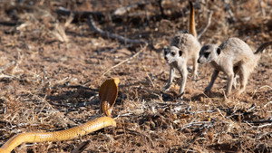 Meet The Meerkats 1. évad Ep.3 3. epizód