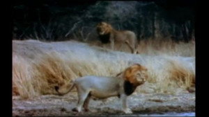 Mutual of Omaha's Wild Kingdom 2. évad Ep.14 14. epizód