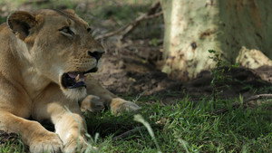 Gorongosa Park: Rebirth of Paradise 1. évad Ep.1 1. epizód