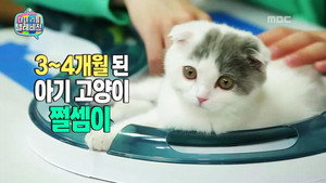 마이 리틀 텔레비전 1. évad Ep.99 99. epizód
