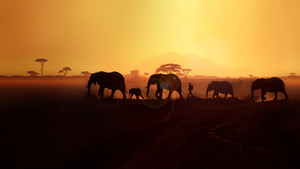 Walking with Elephants kép