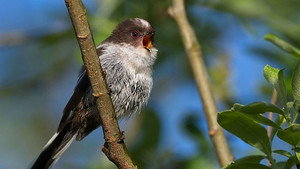 Springwatch 20. évad Ep.8 8. epizód