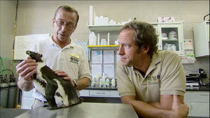 Dirty Jobs 2. évad Ep.18 18. epizód