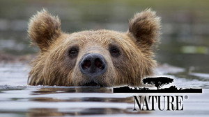 Nature kép