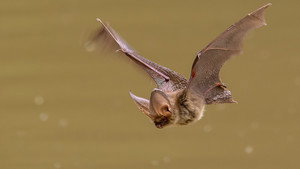 Springwatch 21. évad Ep.12 12. epizód