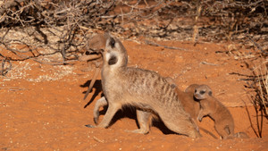 Meet The Meerkats 1. évad Ep.5 5. epizód
