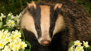 Springwatch 12. évad Ep.4 4. epizód