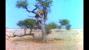 Mutual of Omaha's Wild Kingdom 3. évad Ep.5 5. epizód
