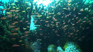 Dyesebel kép