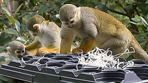 Monkey Business 7. évad Ep.7 7. epizód