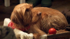 Salty's Waggy Tales kép