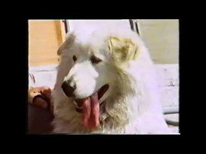 Training Dogs the Woodhouse Way 1. évad Ep.1 1. epizód