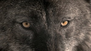 Vad Yellowstone kép