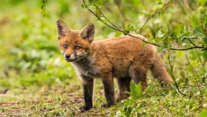 Springwatch 18. évad Ep.9 9. epizód