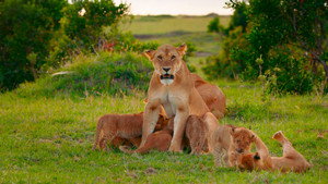 Brotherhood of Lions kép