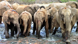 Elephant Diaries 1. évad Ep.1 1. epizód
