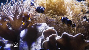 Nausicaá : Dans les coulisses du plus grand aquarium d'Europe 1. évad Ep.6 6. epizód