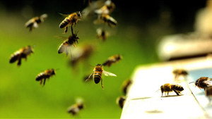 Hive Alive kép