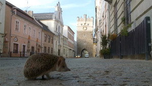 Podivuhodná cesta ježka Aladina 1. évad Ep.12 12. epizód