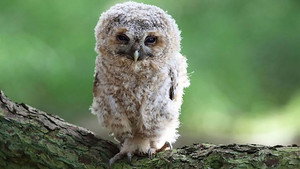 Springwatch 20. évad Ep.2 2. epizód