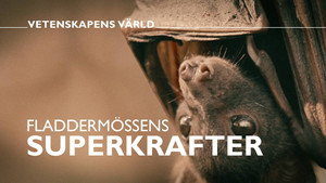 Vetenskapens värld 48. évad Ep.2 2. epizód