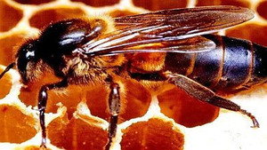 Natural World 19. évad Ep.12 12. epizód