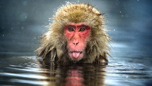 Monkey Planet kép