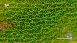 Journey to the Microcosmos kép