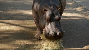 Taronga: Who's Who in the Zoo 5. évad Ep.4 4. epizód