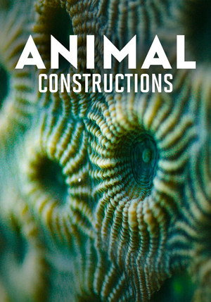 Constructions animales poszter