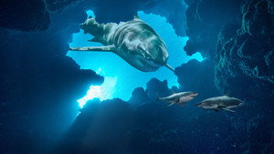 Shark Week kép