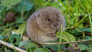 Springwatch 19. évad Ep.4 4. epizód